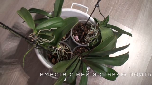 🌸 Как поить ОРХИДЕИ. Орхидея - бабушка.  ① Горячевский Георгий. Видеоблог.