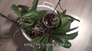 🌸 Как поить ОРХИДЕИ. Орхидея - бабушка.  ① Горячевский Георгий. Видеоблог.