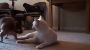 Кот дерется с собакой. Это настоящий бой!