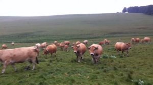 КРС породы Обрак на пастбищах во Франции