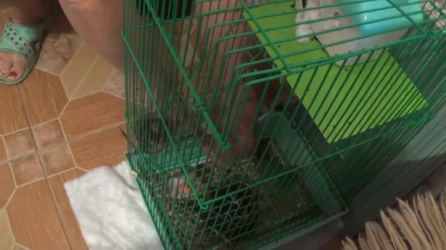 Новорожденные хомячки. 4 дня. смотреть до конца!!!  Newborn Hamsters. 4 Days.