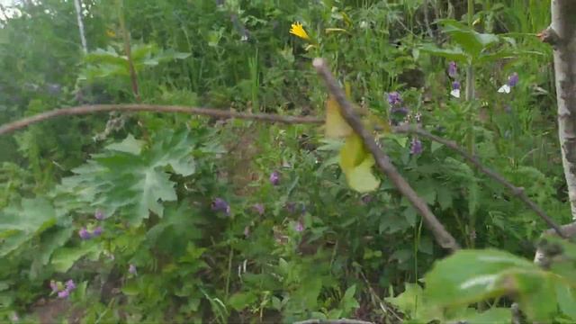 ПРОШУ ПОМОЩИ. ПОМОГИТЕ!!! определить растения смотреть онлайн