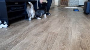 ХАСКИ ГРАФ ПОСЛЕДНИЙ ДЕНЬ В РОДНОМ ДОМЕ