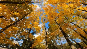 Осень красиво. Осень золотые листья клена кружатся на ветру.