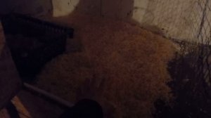 Кура на яйца села.Как посадить курицу на яйца чтобы вывелись цыплята.