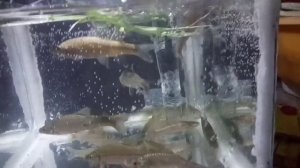 Самодельный Аквариум. Своими руками в домашних условиях.???