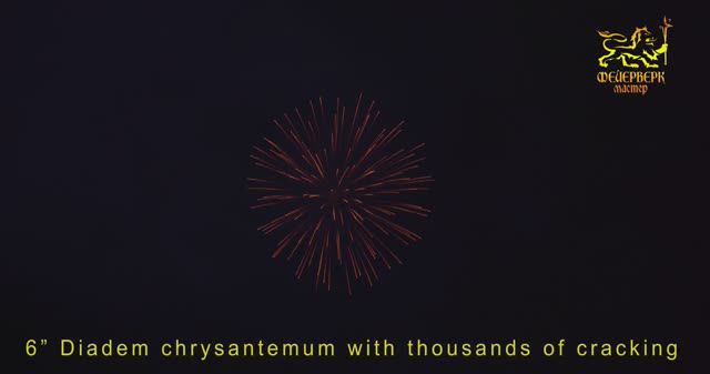 6” Diadem chrysantemum with thousands of cracking