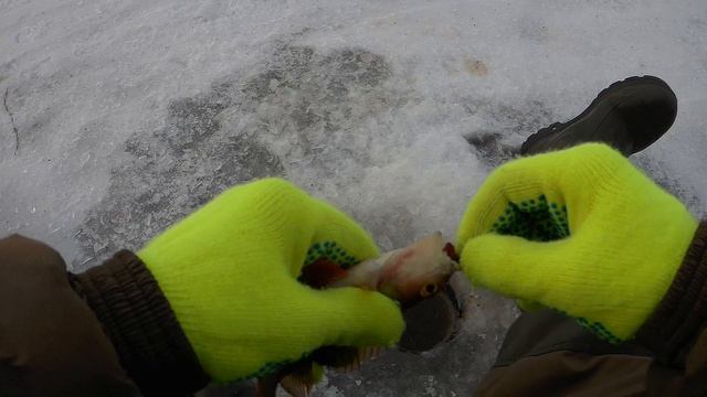 Плотва не даёт опустить мормышку в лунку! ЖЕРЛИЦЫ СРАБАТЫВАЮТ ОДНА ЗА ДРУГОЙ!!! Январская рыбалка.