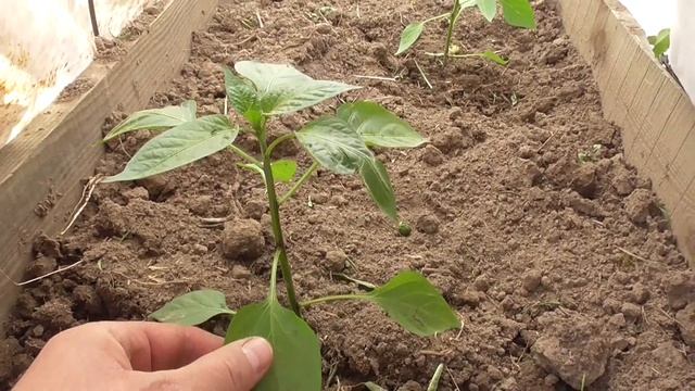 Перец из семян покупного перца