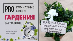 Комнатное растение Гардения - правила дружбы с прекрасной капризулей. Как ухаживать за гарденией.