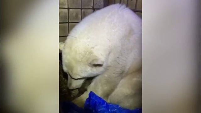 Спасенную в Якутию медведицу привезли в Москву смотреть онлайн