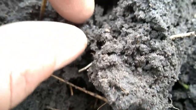 Coin Finder CF77 - День Серебра! Коп с Новым Прибором! смотреть онлайн