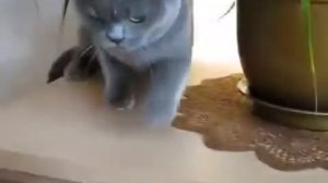 ЗЛОЙ КОТ  БРИТАНЕЦ