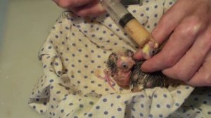 Кормление птенцов кореллы. Как кормить птенца,  кормим для птенца,.