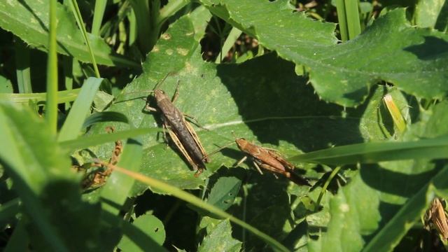 КАК СТРЕКОЧЕТ КУЗНЕЧИК/ THE GRASSHOPPER CHIRPS\ ЗАЧЕМ СТРЕКОЧЕТ КУЗНЕЧИК/ Зеленый кузнечик и самка