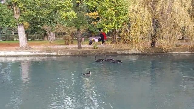 Новоафонский парк смотреть онлайн