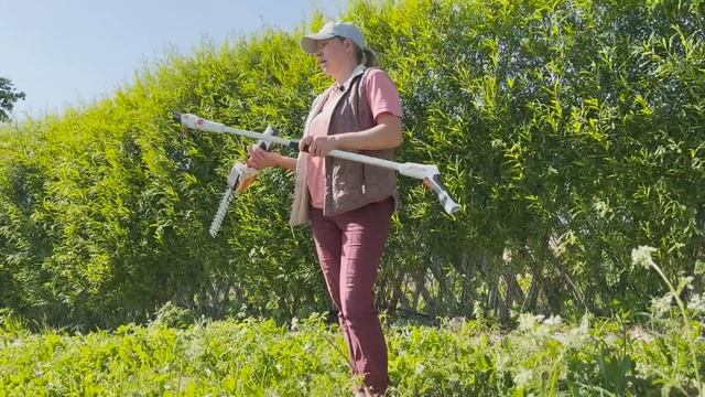 Живая изгородь из ивы. Шестой год. Русская ива. смотреть онлайн