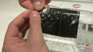 Мышеловка своими руками из бутылки