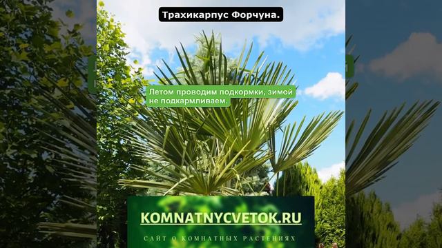 Трахикарпус Форчуна смотреть онлайн