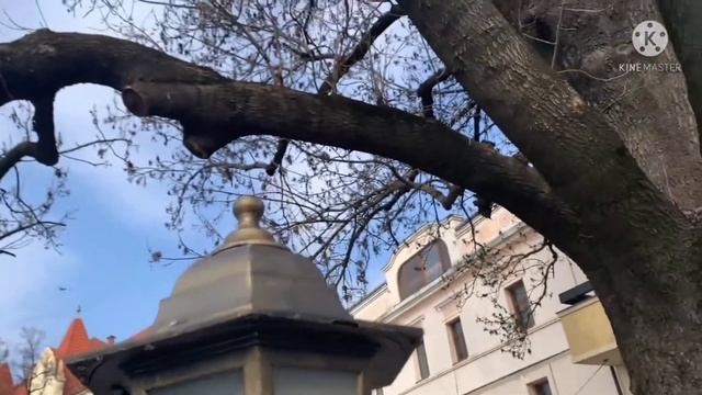 Що подивитись в Ужгороді? Ясен Масарика. Його бачили наші предки! Дерево 19 ст.! Uzhhorod.