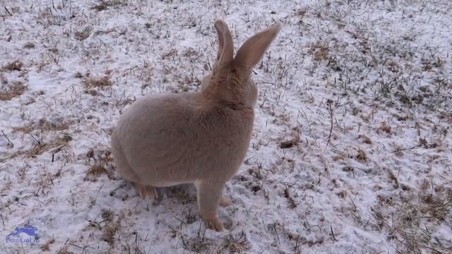Кролик рекс люкс. Редкие окрасы кроликов рекс