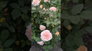 Роза Чарльз Остин, куст