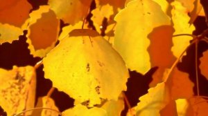 Чарующая музыка осени - Autumn - Relaxing Music.
