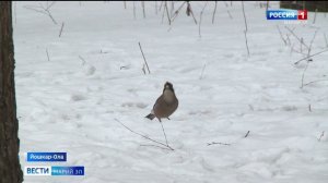 В Марий Эл орнитологи отмечают свой профессиональный праздник