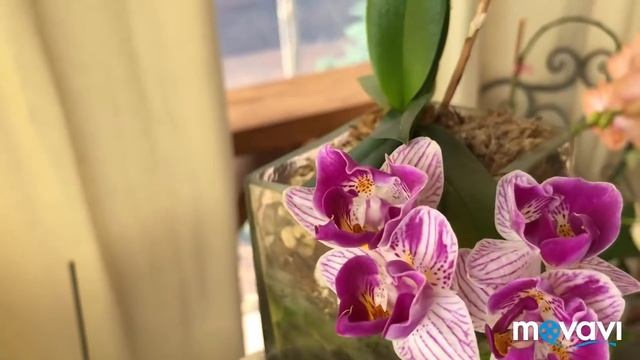 Мои орхидеи на даче в июле. смотреть онлайн