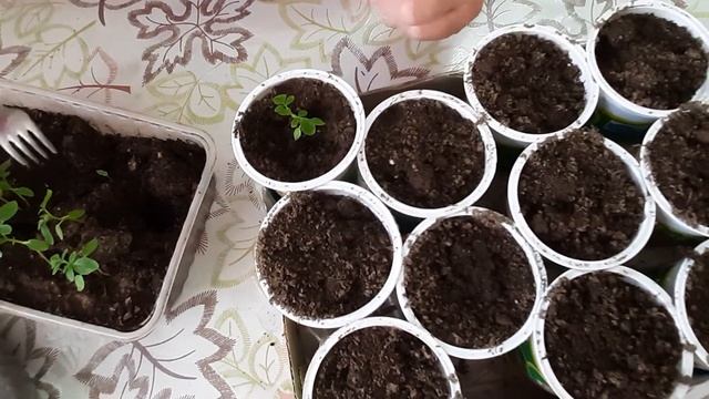 ПИКИРОВКА КЛЕОМЫ, ВЫРАЩИВАНИЕ, КЛЕОМА #цветы #клеома #экзотика_цветов #пикеровка