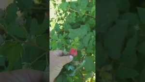 Сорт малины Малиновая гряда первая неделя августа 2023 год Краснодарский край