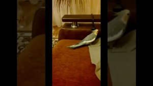 Попугай разговаривает зовет хозяина иди сюда , ты что не слышишь...Говорящий попугай. Прикол