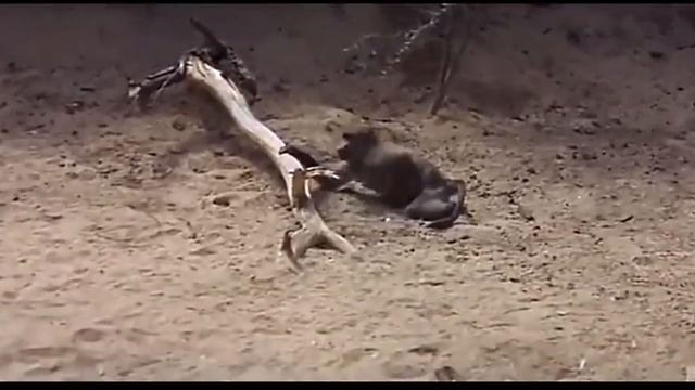 Пьяные животные от фрукта Марула.