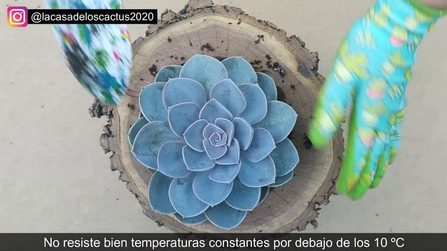 Sembrando mi suculenta 🌱 | Echeveria Perle Von Nurnberg смотреть онлайн