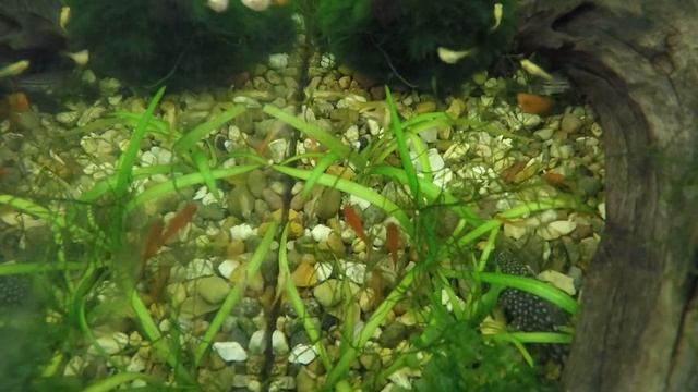 Копия видео "Кормление рыб, подводная съемка" смотреть онлайн