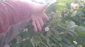 Клубника Мурано, Крапо 10 и Маригетт 12.10.22 г. в Московской области в открытом грунте и в теплице!