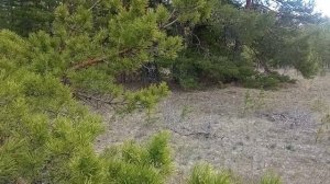 Почки Сосны / Когда и Какие Собирать