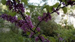 Санаторий Семашко (Симеиз) продали - Успел снять территорию