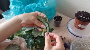 Фузариоз фиалки. Неприятность эту мы переживем!