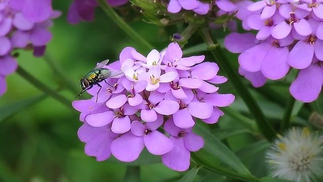 Iberis Umbellata, Globe Candytuft Flowers смотреть онлайн