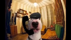 Казах позвонил в полицию.. смех до слёз! ЮМОР,ПРИКОЛЫ,АНЕКДОТЫ,МЕМЫ!