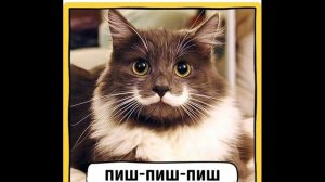 Как подзывают кошек в разных странах. Все интересное о кошках