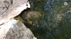 Сочи.В национальном парке Воронцовка много милых мест.