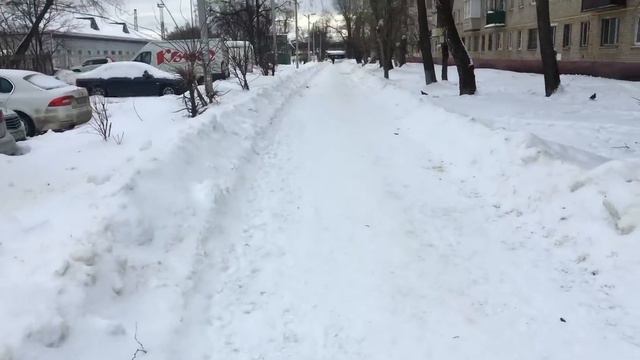 Удивительные питомцы Прогулка с собакой