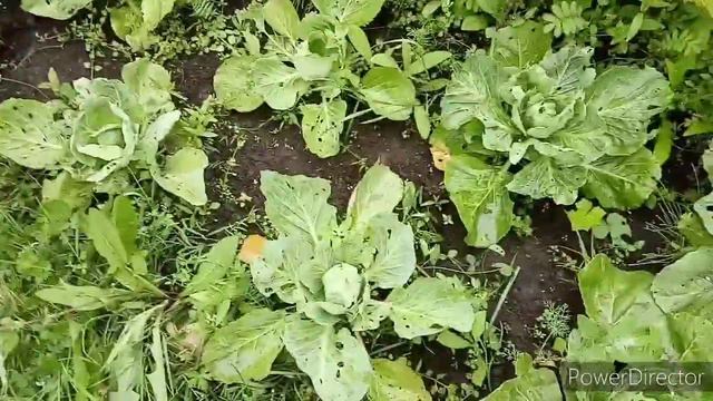 Что же стало с моей капустой, можно ли обойтись без химикатов. смотреть онлайн