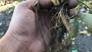 Детальный разбор клубники Кабрилло