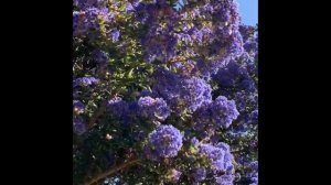 Ceanothus 'Blue Sapphire' | Californian lilac | Full bloom | Bee magnet | Spring 2020