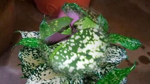 РАЗНОВИДНОСТИ ДРАЦЕНЫ. Описание, фото и особенности разновидностей драцен.