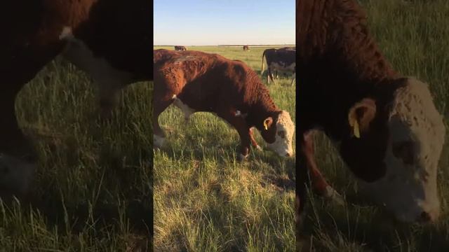 Бык герефорд 1 год 5 месяцев смотреть онлайн