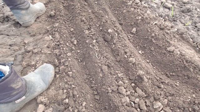 Как посеять морковь чтобы не прореживать. Делюсь хитростями